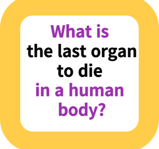 What is the last organ to die in a human body?