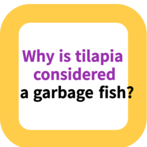 Why is tilapia considered a garbage fish?