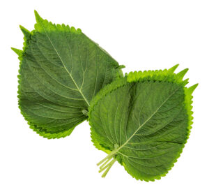 Perilla leaves